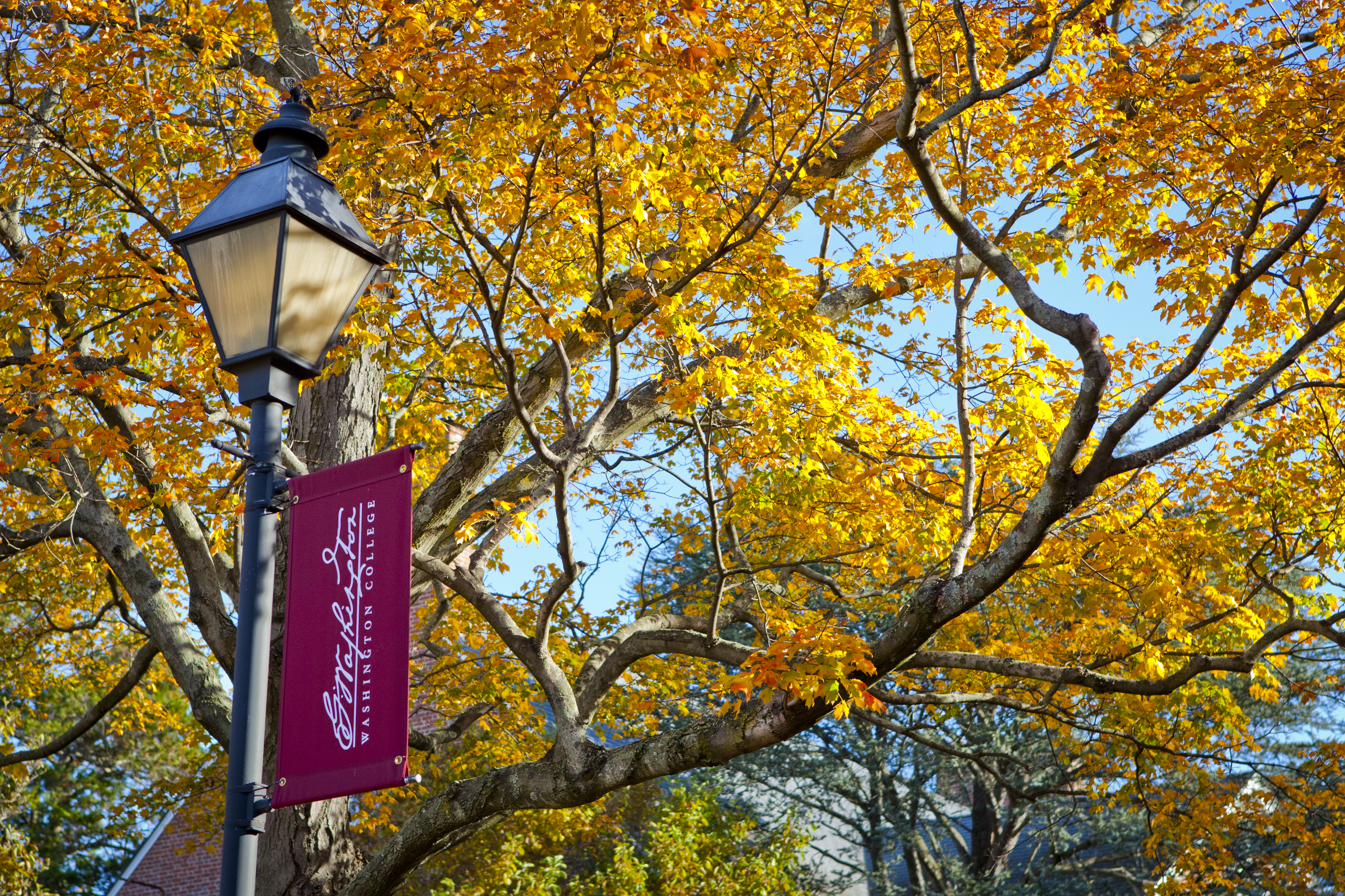 Washington College campus in autumn with orange leaves and a lamppost bearing a Washington College flag.